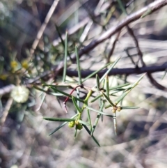 Acacia genistifolia at Jerrabomberra, NSW - 25 Jun 2023 11:09 AM