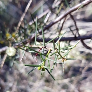 Acacia genistifolia at Jerrabomberra, NSW - 25 Jun 2023