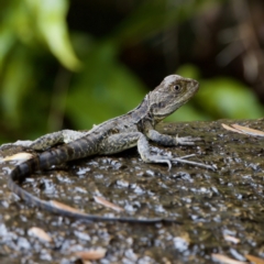 Intellagama lesueurii howittii at Gibraltar Pines - 29 Dec 2022 by KorinneM