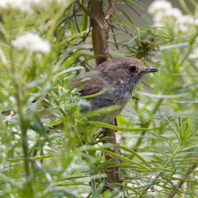 Acanthiza pusilla (Brown Thornbill) at Paddys River, ACT - 29 Dec 2022 by KorinneM