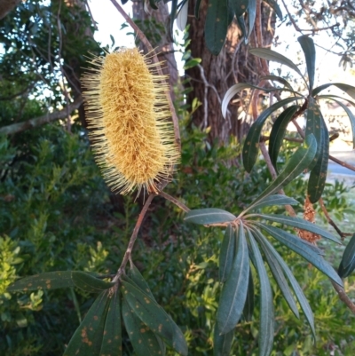 Banksia integrifolia subsp. integrifolia (Coast Banksia) at Broulee, NSW - 24 Jun 2023 by MichaelBedingfield