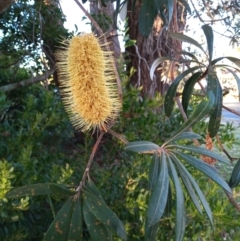 Banksia integrifolia subsp. integrifolia (Coast Banksia) at Broulee, NSW - 23 Jun 2023 by michaelb