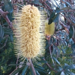 Banksia integrifolia subsp. integrifolia at Broulee, NSW - 24 Jun 2023