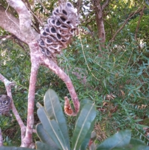 Banksia integrifolia subsp. integrifolia at Broulee, NSW - 24 Jun 2023