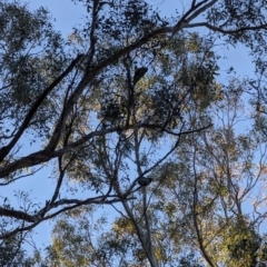 Callocephalon fimbriatum (Gang-gang Cockatoo) at Watson Green Space - 25 Jun 2023 by AniseStar