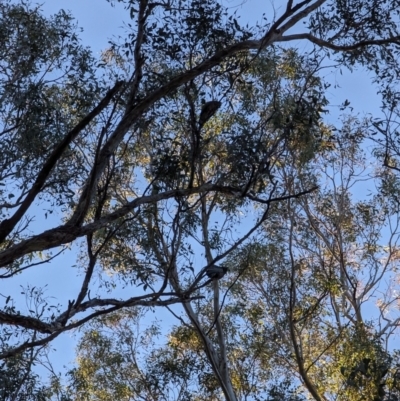 Callocephalon fimbriatum (Gang-gang Cockatoo) at Watson Green Space - 25 Jun 2023 by AniseStar