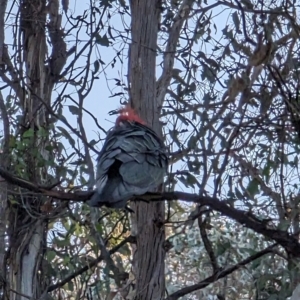 Callocephalon fimbriatum at Watson, ACT - 25 Jun 2023