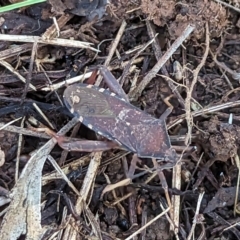 Amorbus (genus) (Eucalyptus Tip bug) at Watson, ACT - 25 Jun 2023 by AniseStar