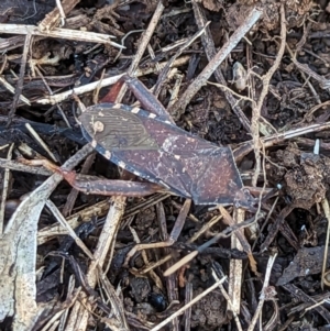 Amorbus sp. (genus) at Watson, ACT - 25 Jun 2023