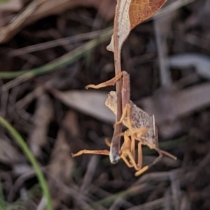 Amorbus sp. (genus) at Watson, ACT - 25 Jun 2023