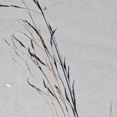 Austrostipa (genus) (A Corkscrew Grass) at Watson, ACT - 25 Jun 2023 by AniseStar