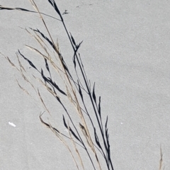 Austrostipa sp. (A Corkscrew Grass) at Watson Green Space - 25 Jun 2023 by AniseStar