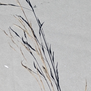 Austrostipa sp. at Watson, ACT - 25 Jun 2023 10:35 AM