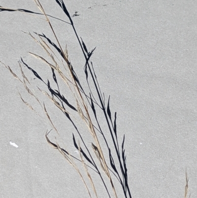 Austrostipa (genus) (A Corkscrew Grass) at Watson, ACT - 25 Jun 2023 by AniseStar