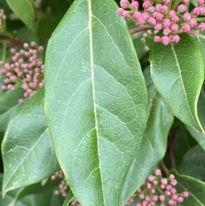 Viburnum tinus at Garran, ACT - 2 Jun 2023