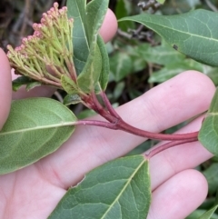 Viburnum tinus at Garran, ACT - 2 Jun 2023 09:48 AM