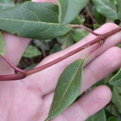 Viburnum tinus at Garran, ACT - 2 Jun 2023 09:48 AM