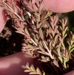 Baeckea utilis (Mountain Baeckea) at Rendezvous Creek, ACT - 27 May 2023 by Tapirlord