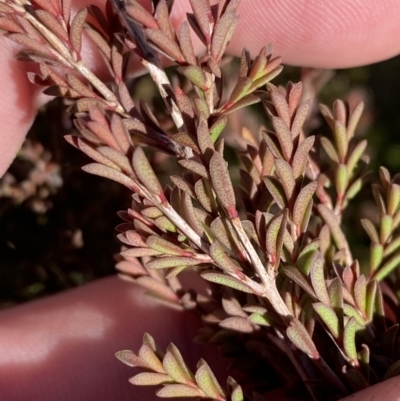 Baeckea utilis (Mountain Baeckea) at Namadgi National Park - 27 May 2023 by Tapirlord