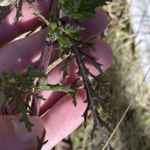 Senecio bathurstianus at Rendezvous Creek, ACT - 27 May 2023