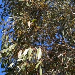 Eucalyptus stellulata (Black Sally) at Rendezvous Creek, ACT - 27 May 2023 by Tapirlord