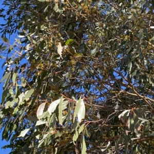 Eucalyptus stellulata at Namadgi National Park - 27 May 2023