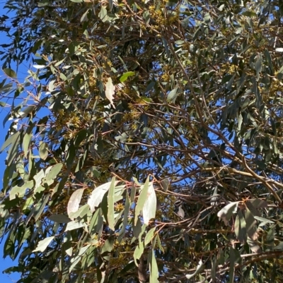 Eucalyptus stellulata (Black Sally) at Rendezvous Creek, ACT - 27 May 2023 by Tapirlord