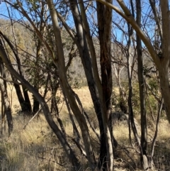 Eucalyptus stellulata at Rendezvous Creek, ACT - 27 May 2023