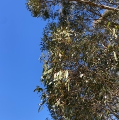 Eucalyptus stellulata at Rendezvous Creek, ACT - 27 May 2023