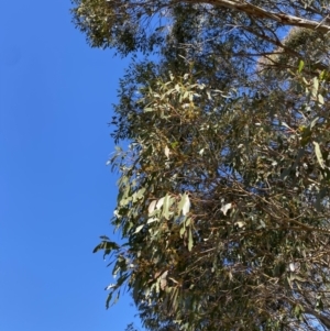 Eucalyptus stellulata at Namadgi National Park - 27 May 2023 12:41 PM