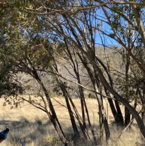 Eucalyptus stellulata at Namadgi National Park - 27 May 2023