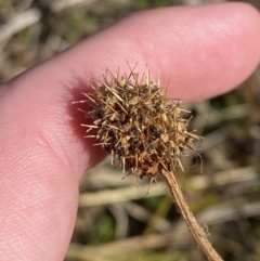 Acaena x ovina (Sheep's Burr) at Rendezvous Creek, ACT - 27 May 2023 by Tapirlord