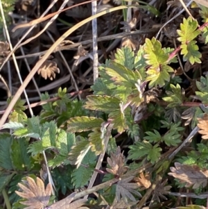 Acaena x ovina at Rendezvous Creek, ACT - 27 May 2023 12:40 PM