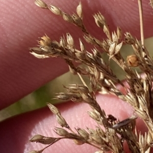 Juncus flavidus at Rendezvous Creek, ACT - 27 May 2023