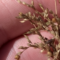 Juncus flavidus at Rendezvous Creek, ACT - 27 May 2023