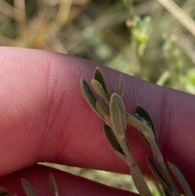 Pimelea curviflora (Curved Rice-flower) at Namadgi National Park - 27 May 2023 by Tapirlord