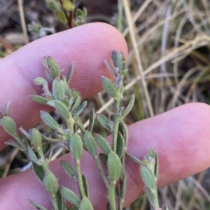 Pimelea curviflora at Rendezvous Creek, ACT - 27 May 2023