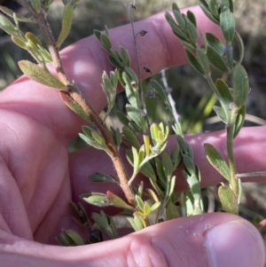 Pimelea curviflora at Rendezvous Creek, ACT - 27 May 2023