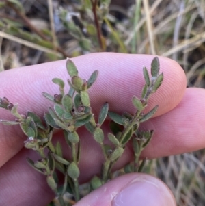 Pimelea curviflora at Rendezvous Creek, ACT - 27 May 2023