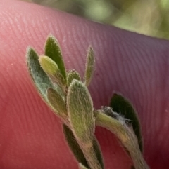 Pimelea curviflora at Rendezvous Creek, ACT - 27 May 2023