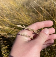 Carex tereticaulis (Poongort) at Rendezvous Creek, ACT - 27 May 2023 by Tapirlord