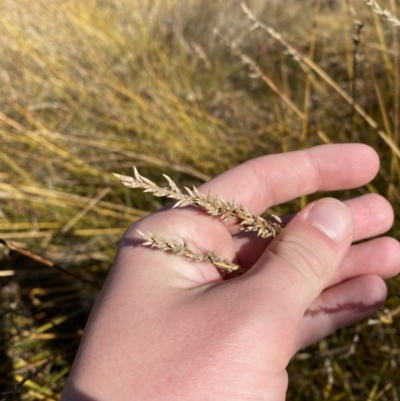 Carex tereticaulis (Poongort) at Rendezvous Creek, ACT - 27 May 2023 by Tapirlord