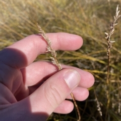 Carex tereticaulis at Rendezvous Creek, ACT - 27 May 2023