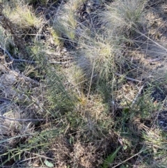 Discaria pubescens (Australian Anchor Plant) at Namadgi National Park - 27 May 2023 by Tapirlord