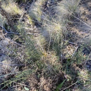 Discaria pubescens at Rendezvous Creek, ACT - 27 May 2023