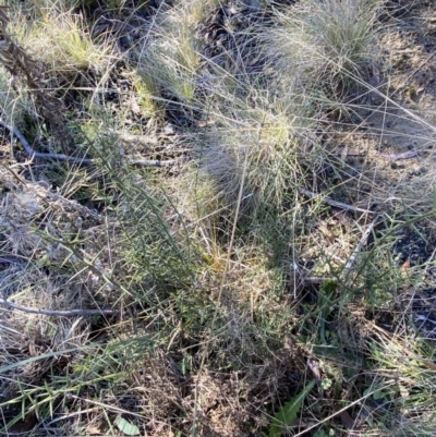 Discaria pubescens (Australian Anchor Plant) at Namadgi National Park - 27 May 2023 by Tapirlord