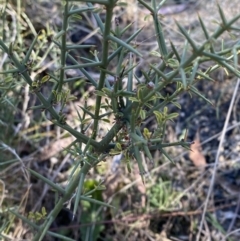 Discaria pubescens at Rendezvous Creek, ACT - 27 May 2023 11:51 AM