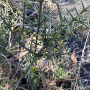Discaria pubescens at Rendezvous Creek, ACT - 27 May 2023