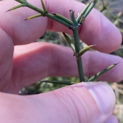 Discaria pubescens at Rendezvous Creek, ACT - 27 May 2023