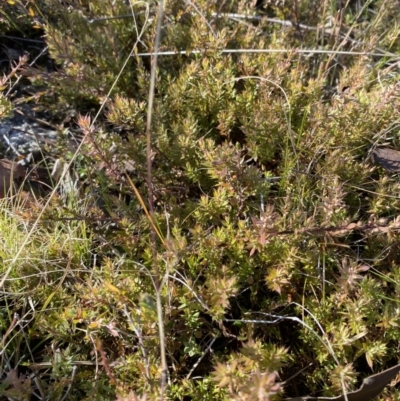 Leucopogon fraseri (Sharp Beard-heath) at Namadgi National Park - 27 May 2023 by Tapirlord